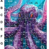 The Kracken Pattern