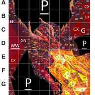 Toasty the Dragon Pattern